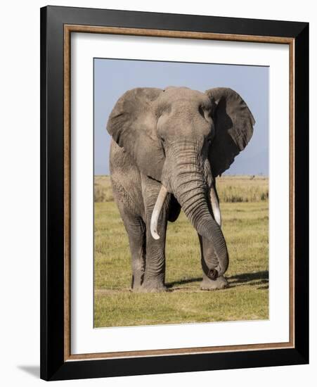 East Kenya, Amboseli National Park, Elephant (Loxodanta Africana)-Alison Jones-Framed Photographic Print