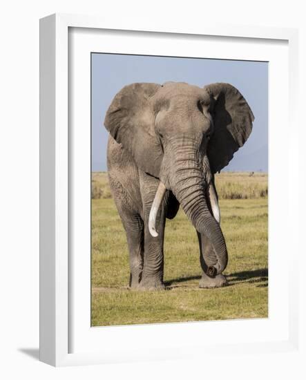 East Kenya, Amboseli National Park, Elephant (Loxodanta Africana)-Alison Jones-Framed Photographic Print