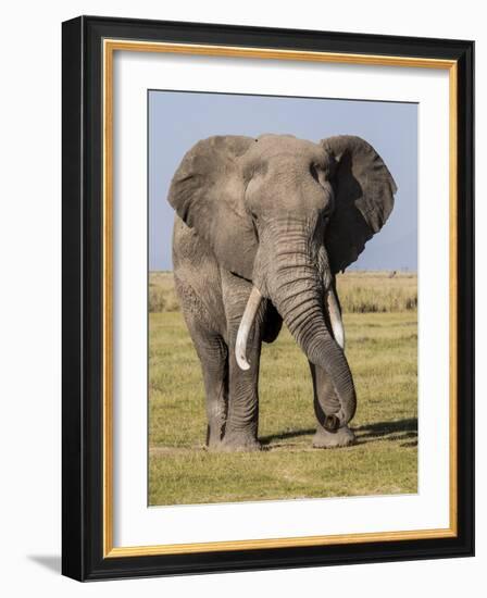 East Kenya, Amboseli National Park, Elephant (Loxodanta Africana)-Alison Jones-Framed Photographic Print