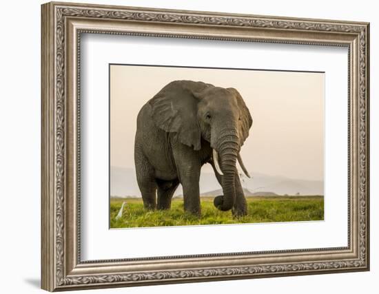 East Kenya, Amboseli National Park, Elephant (Loxodanta Africana)-Alison Jones-Framed Photographic Print