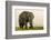 East Kenya, Amboseli National Park, Elephant (Loxodanta Africana)-Alison Jones-Framed Photographic Print