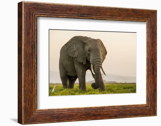 East Kenya, Amboseli National Park, Elephant (Loxodanta Africana)-Alison Jones-Framed Photographic Print