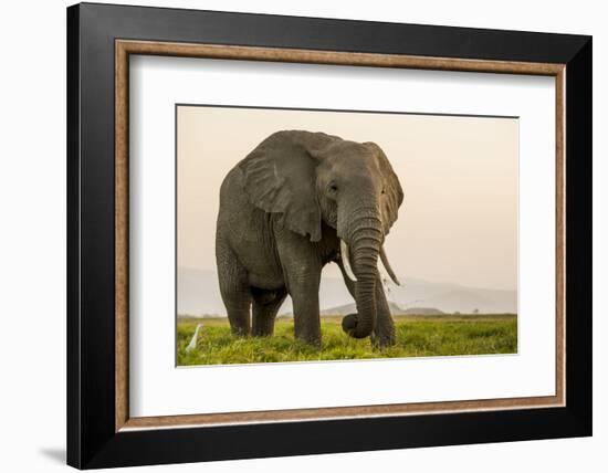 East Kenya, Amboseli National Park, Elephant (Loxodanta Africana)-Alison Jones-Framed Photographic Print