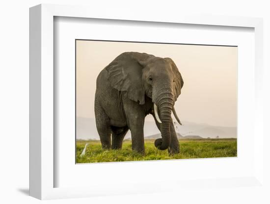 East Kenya, Amboseli National Park, Elephant (Loxodanta Africana)-Alison Jones-Framed Photographic Print