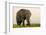 East Kenya, Amboseli National Park, Elephant (Loxodanta Africana)-Alison Jones-Framed Photographic Print