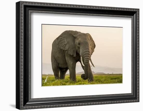 East Kenya, Amboseli National Park, Elephant (Loxodanta Africana)-Alison Jones-Framed Photographic Print