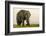 East Kenya, Amboseli National Park, Elephant (Loxodanta Africana)-Alison Jones-Framed Photographic Print