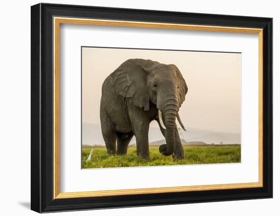 East Kenya, Amboseli National Park, Elephant (Loxodanta Africana)-Alison Jones-Framed Photographic Print