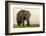 East Kenya, Amboseli National Park, Elephant (Loxodanta Africana)-Alison Jones-Framed Photographic Print