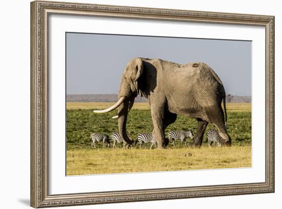 East Kenya, Amboseli National Park, Elephant (Loxodanta Africana)-Alison Jones-Framed Photographic Print