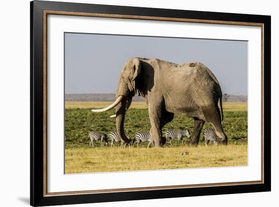 East Kenya, Amboseli National Park, Elephant (Loxodanta Africana)-Alison Jones-Framed Photographic Print