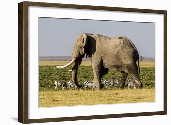 East Kenya, Amboseli National Park, Elephant (Loxodanta Africana)-Alison Jones-Framed Photographic Print