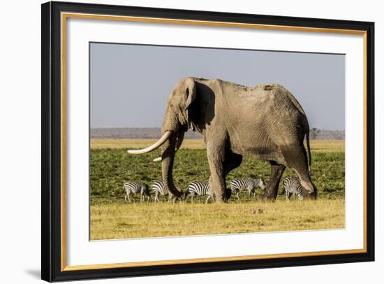 East Kenya, Amboseli National Park, Elephant (Loxodanta Africana)-Alison Jones-Framed Photographic Print