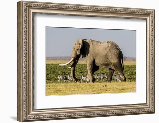 East Kenya, Amboseli National Park, Elephant (Loxodanta Africana)-Alison Jones-Framed Photographic Print