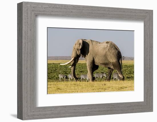 East Kenya, Amboseli National Park, Elephant (Loxodanta Africana)-Alison Jones-Framed Photographic Print