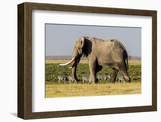 East Kenya, Amboseli National Park, Elephant (Loxodanta Africana)-Alison Jones-Framed Photographic Print