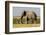 East Kenya, Amboseli National Park, Elephant (Loxodanta Africana)-Alison Jones-Framed Photographic Print