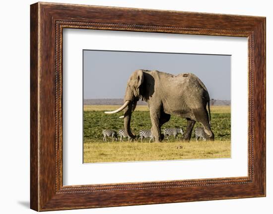 East Kenya, Amboseli National Park, Elephant (Loxodanta Africana)-Alison Jones-Framed Photographic Print