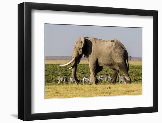 East Kenya, Amboseli National Park, Elephant (Loxodanta Africana)-Alison Jones-Framed Photographic Print