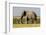 East Kenya, Amboseli National Park, Elephant (Loxodanta Africana)-Alison Jones-Framed Photographic Print