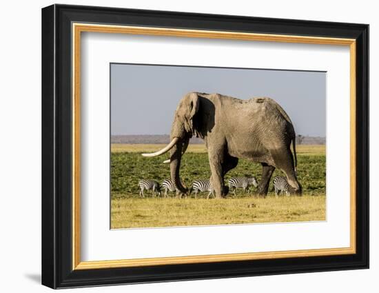 East Kenya, Amboseli National Park, Elephant (Loxodanta Africana)-Alison Jones-Framed Photographic Print