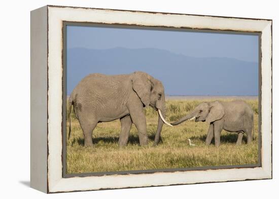 East Kenya, Amboseli National Park, Elephant (Loxodanta Africana)-Alison Jones-Framed Premier Image Canvas