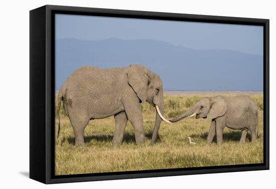 East Kenya, Amboseli National Park, Elephant (Loxodanta Africana)-Alison Jones-Framed Premier Image Canvas