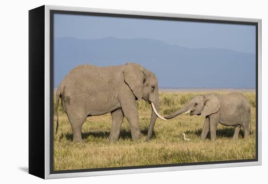 East Kenya, Amboseli National Park, Elephant (Loxodanta Africana)-Alison Jones-Framed Premier Image Canvas