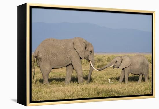 East Kenya, Amboseli National Park, Elephant (Loxodanta Africana)-Alison Jones-Framed Premier Image Canvas