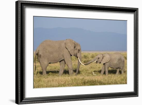 East Kenya, Amboseli National Park, Elephant (Loxodanta Africana)-Alison Jones-Framed Photographic Print