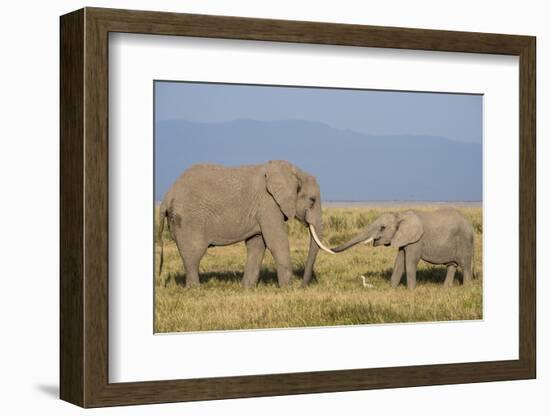 East Kenya, Amboseli National Park, Elephant (Loxodanta Africana)-Alison Jones-Framed Photographic Print