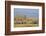 East Kenya, Amboseli National Park, Elephant (Loxodanta Africana)-Alison Jones-Framed Photographic Print