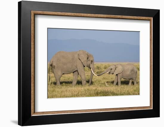 East Kenya, Amboseli National Park, Elephant (Loxodanta Africana)-Alison Jones-Framed Photographic Print