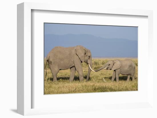 East Kenya, Amboseli National Park, Elephant (Loxodanta Africana)-Alison Jones-Framed Photographic Print