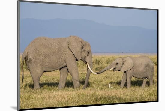 East Kenya, Amboseli National Park, Elephant (Loxodanta Africana)-Alison Jones-Mounted Photographic Print