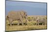 East Kenya, Amboseli National Park, Elephant (Loxodanta Africana)-Alison Jones-Mounted Photographic Print