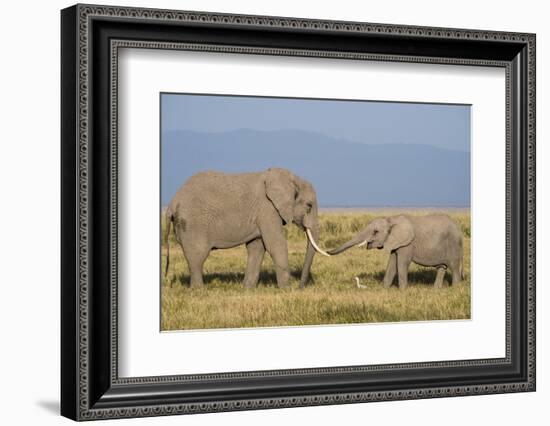 East Kenya, Amboseli National Park, Elephant (Loxodanta Africana)-Alison Jones-Framed Photographic Print