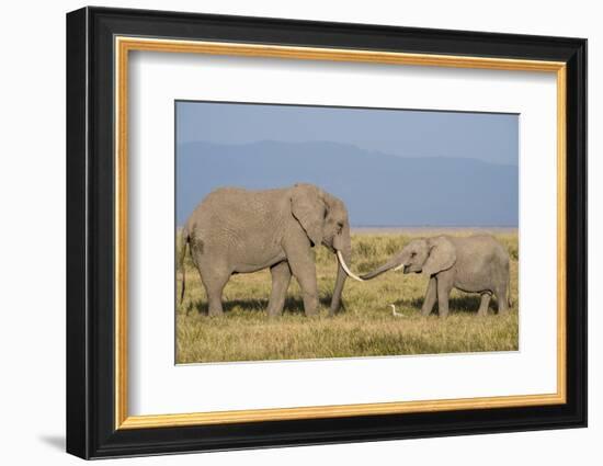 East Kenya, Amboseli National Park, Elephant (Loxodanta Africana)-Alison Jones-Framed Photographic Print