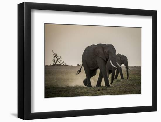 East Kenya, Amboseli National Park, Elephant (Loxodanta Africana)-Alison Jones-Framed Photographic Print