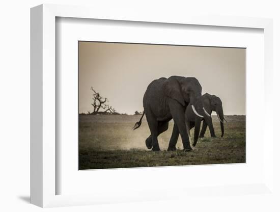 East Kenya, Amboseli National Park, Elephant (Loxodanta Africana)-Alison Jones-Framed Photographic Print