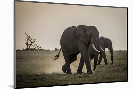 East Kenya, Amboseli National Park, Elephant (Loxodanta Africana)-Alison Jones-Mounted Photographic Print