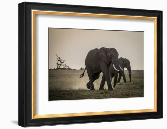 East Kenya, Amboseli National Park, Elephant (Loxodanta Africana)-Alison Jones-Framed Photographic Print