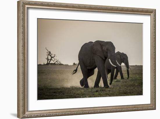 East Kenya, Amboseli National Park, Elephant (Loxodanta Africana)-Alison Jones-Framed Photographic Print