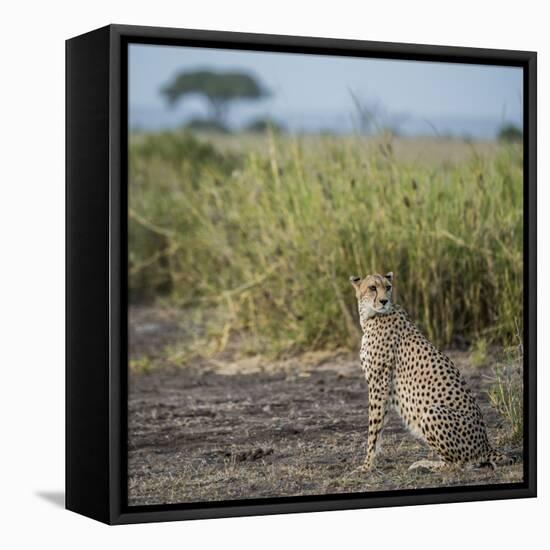 East Kenya, Amboseli National Park, Female Cheetah-Alison Jones-Framed Premier Image Canvas