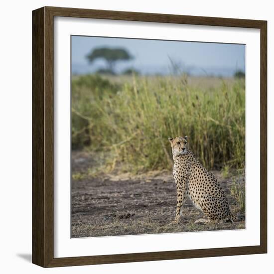 East Kenya, Amboseli National Park, Female Cheetah-Alison Jones-Framed Photographic Print