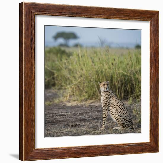 East Kenya, Amboseli National Park, Female Cheetah-Alison Jones-Framed Photographic Print