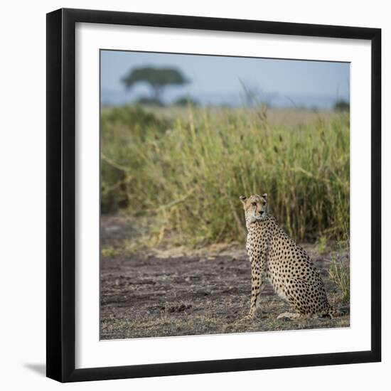 East Kenya, Amboseli National Park, Female Cheetah-Alison Jones-Framed Photographic Print