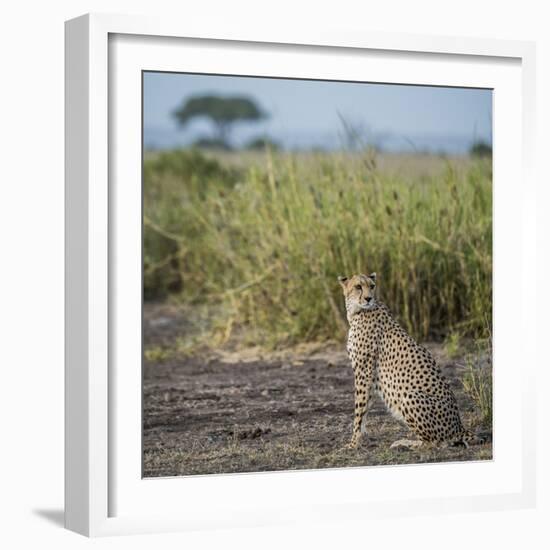 East Kenya, Amboseli National Park, Female Cheetah-Alison Jones-Framed Photographic Print