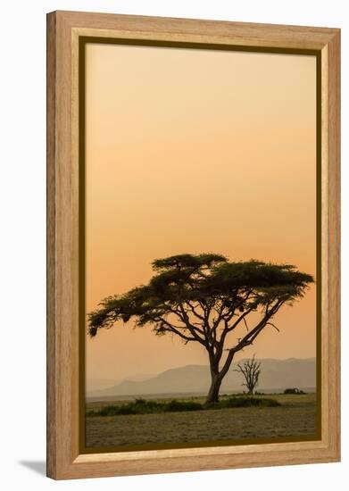 East Kenya, Amboseli NP, Sunset, Acacia Tree with Weaver Nests-Alison Jones-Framed Premier Image Canvas