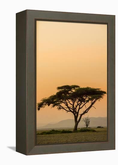 East Kenya, Amboseli NP, Sunset, Acacia Tree with Weaver Nests-Alison Jones-Framed Premier Image Canvas